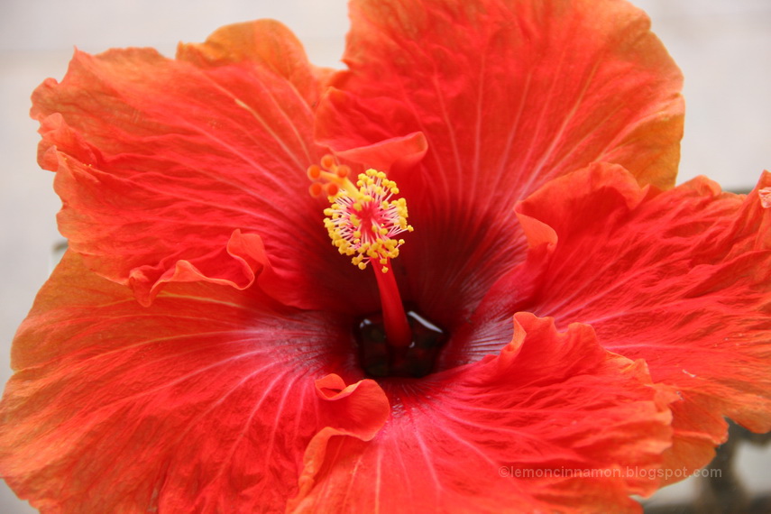 IMG_4502 IBISKOS LOYLOYDI ELLADA